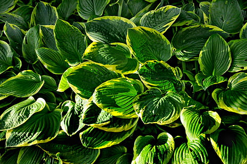 hosta permacultuur eetbaar