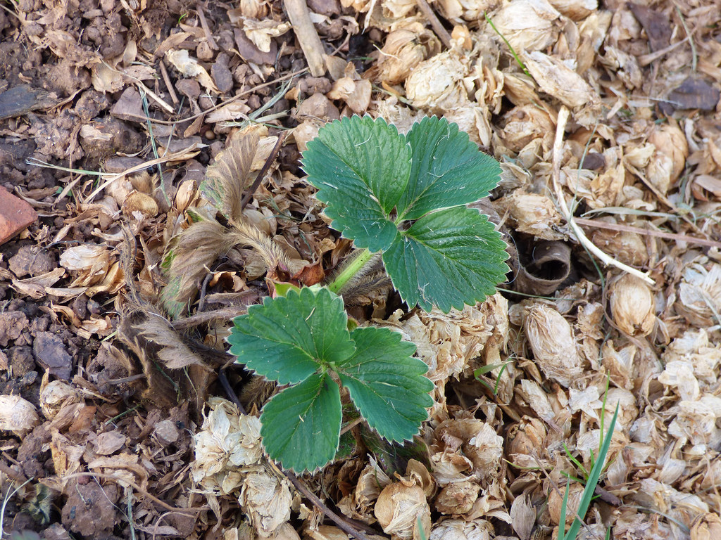 mulchen mulch aardbei