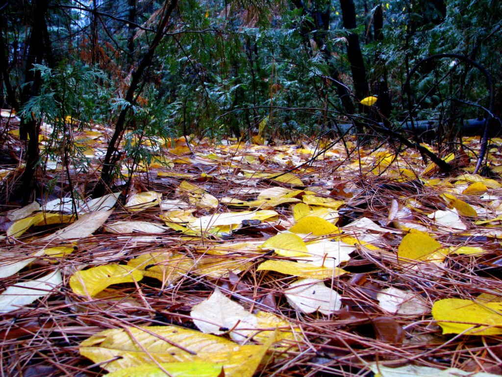 mulch voedselbos