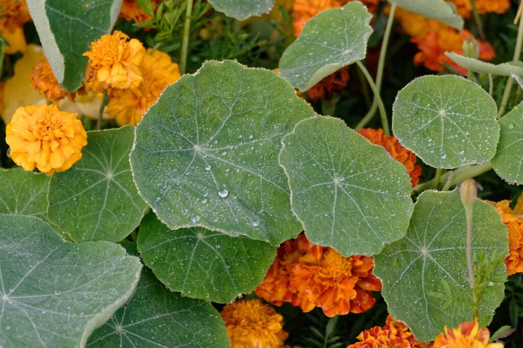 oost indische kers permacultuur