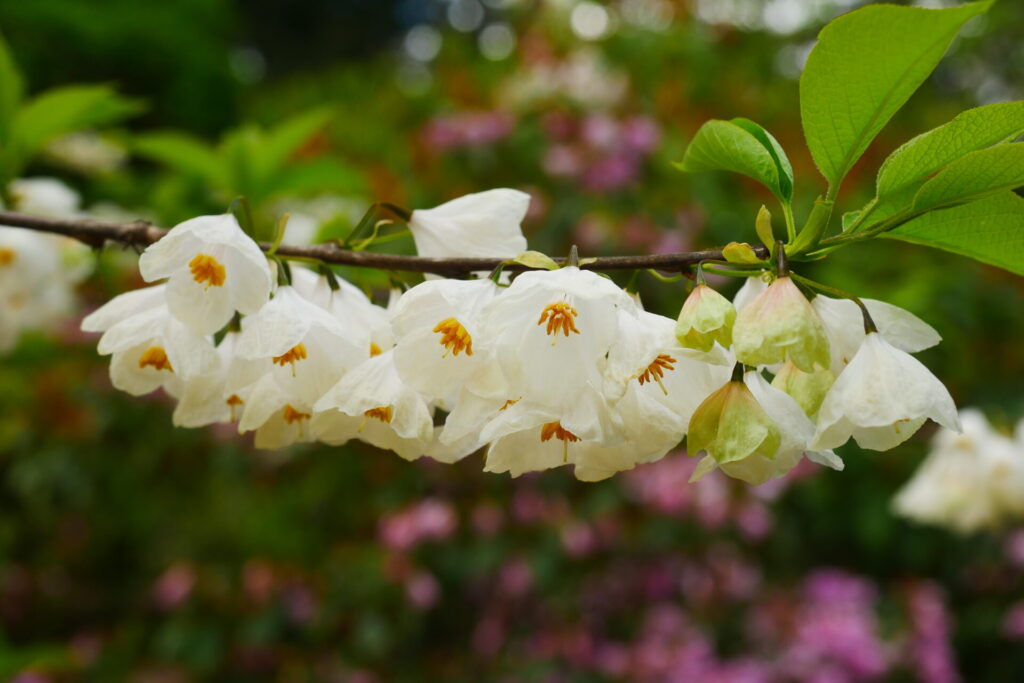sneeuwklokjesboom halesia permacultuur