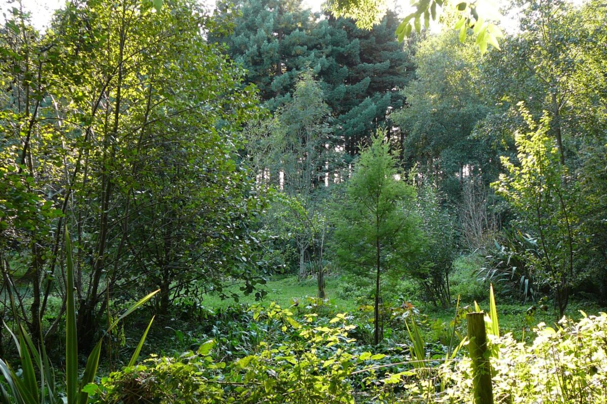 Biodiversiteit zorgt voor veerkracht in het voedselbos