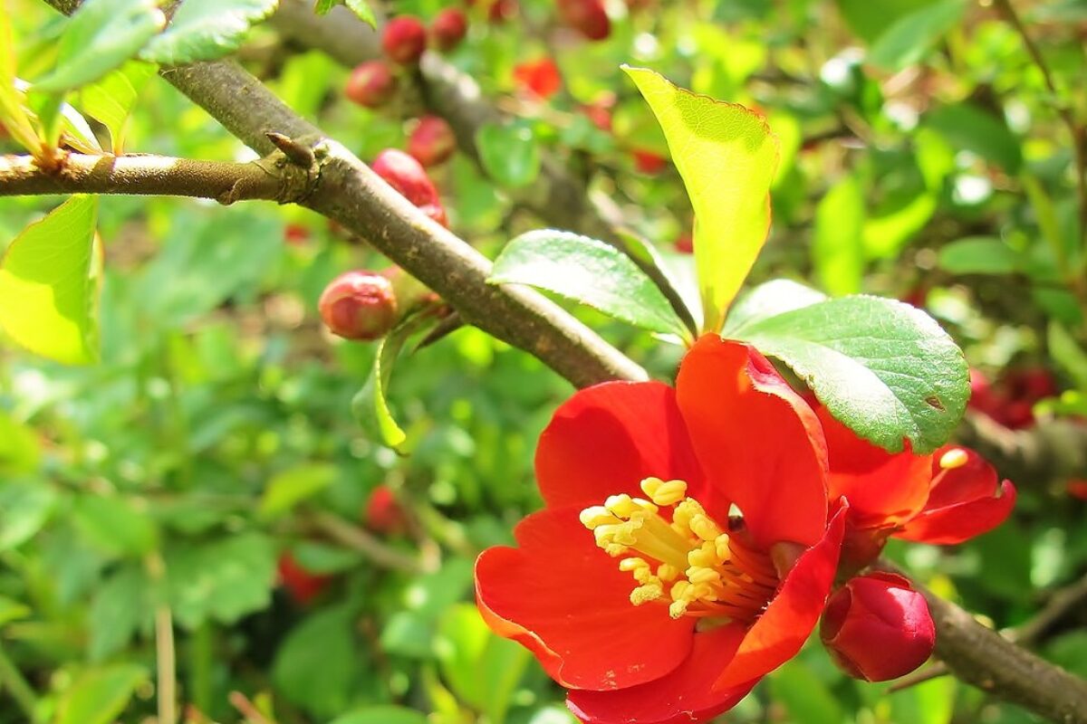 Eetbare siertuin planten: top 5