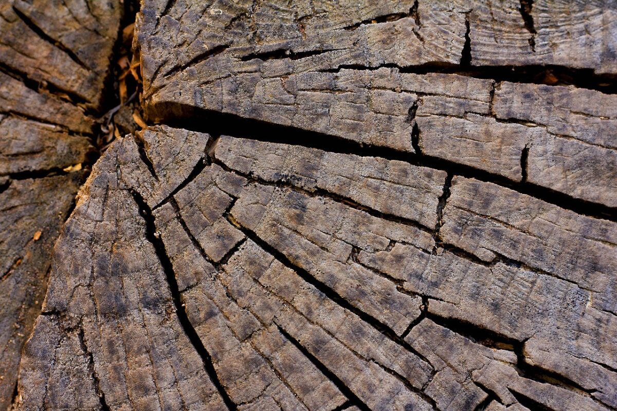 Permacultuur principe 7. Ontwerp van (natuurlijke) patronen naar details