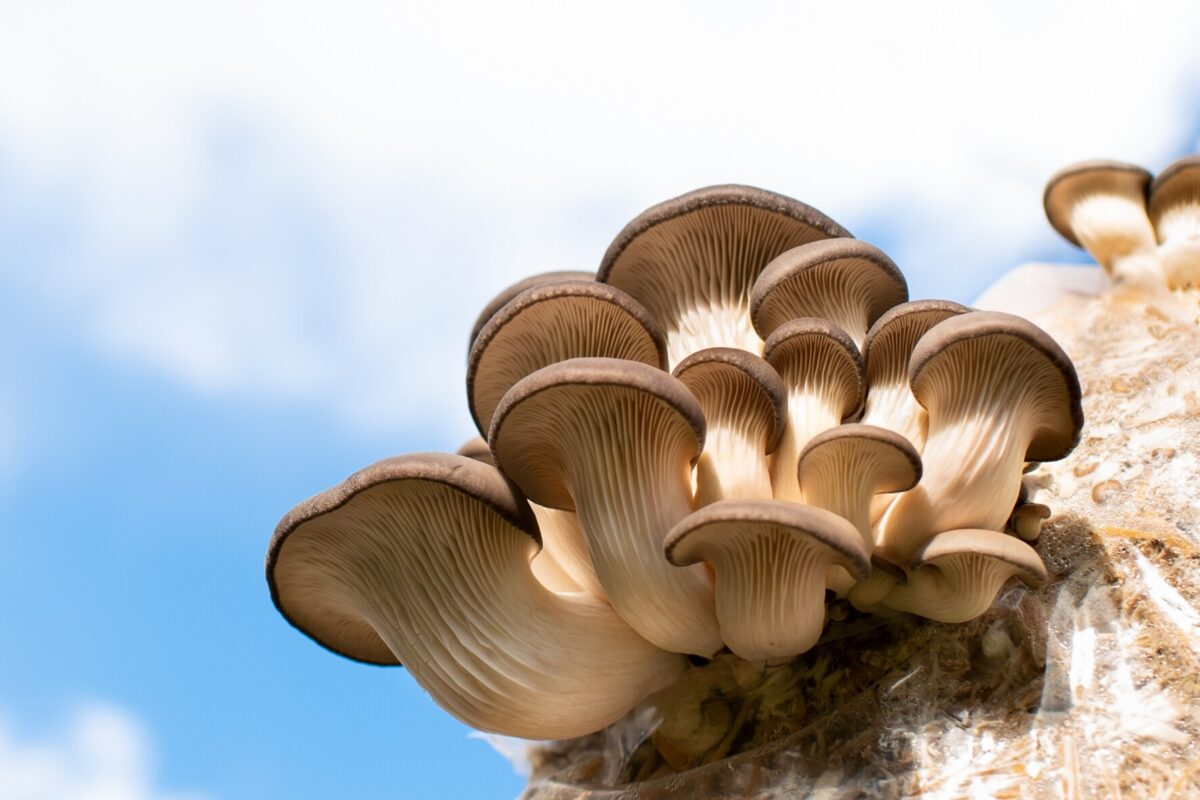 Paddenstoelen kweken