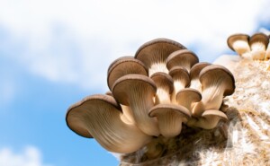 paddenstoelen kweken
