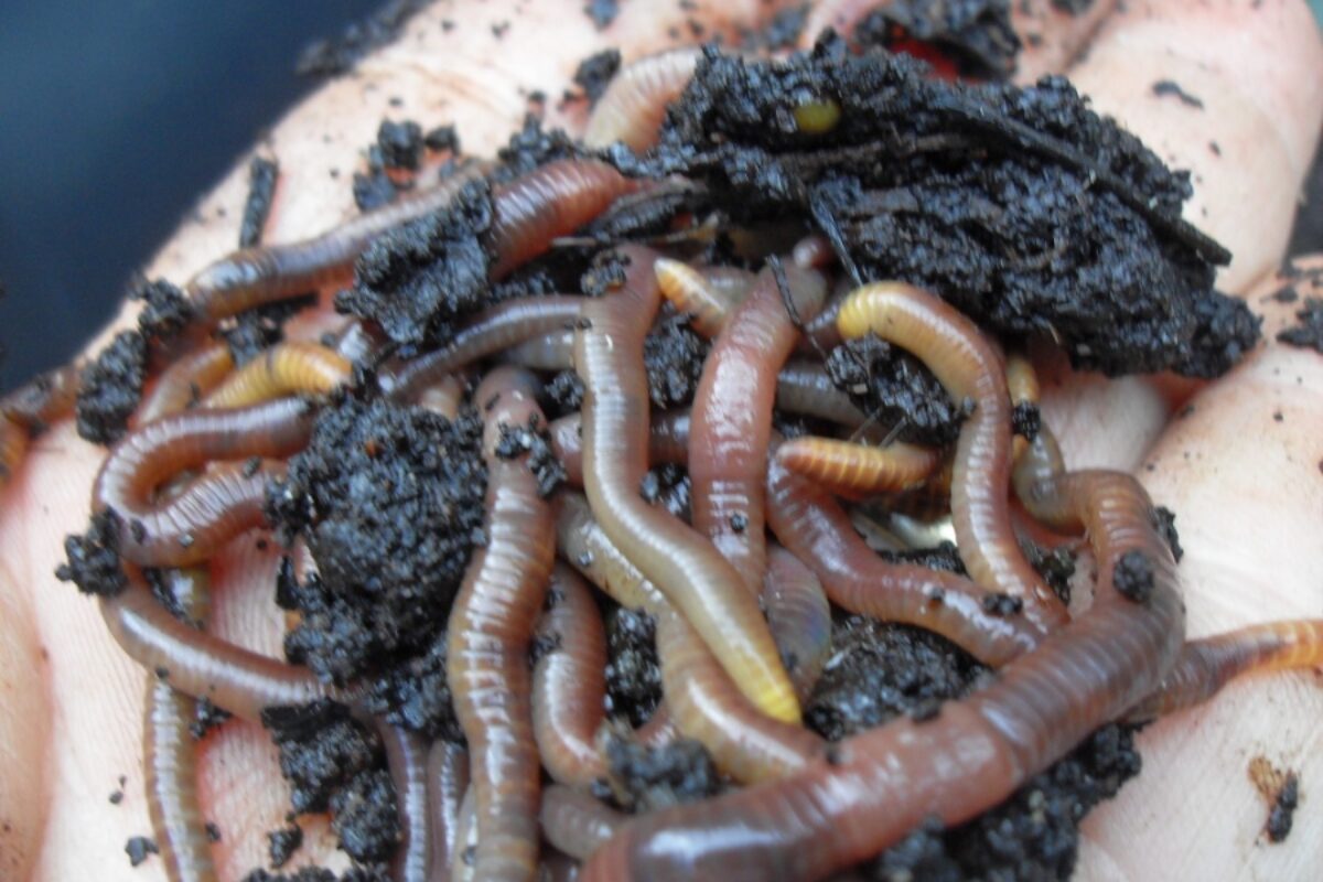 Hoe kan je zelf compost maken