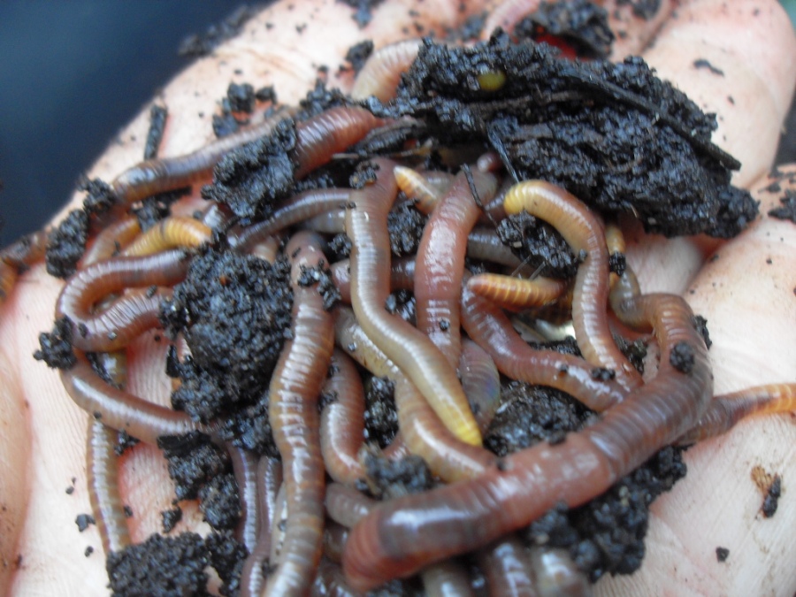 wormencompost