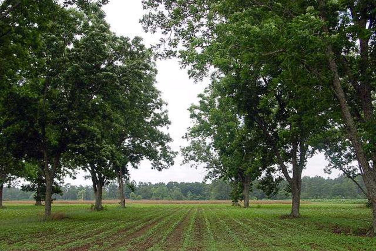 Wat is agroforestry?