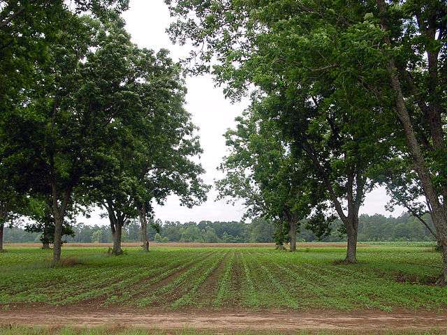 wat is agroforestry rijenteelt