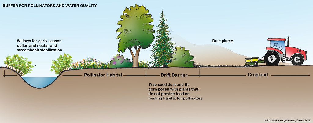 wat is agroforestry oeverzone