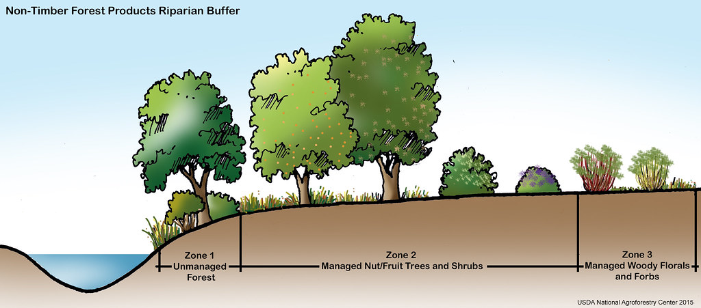 wat is agroforestry oeverzone