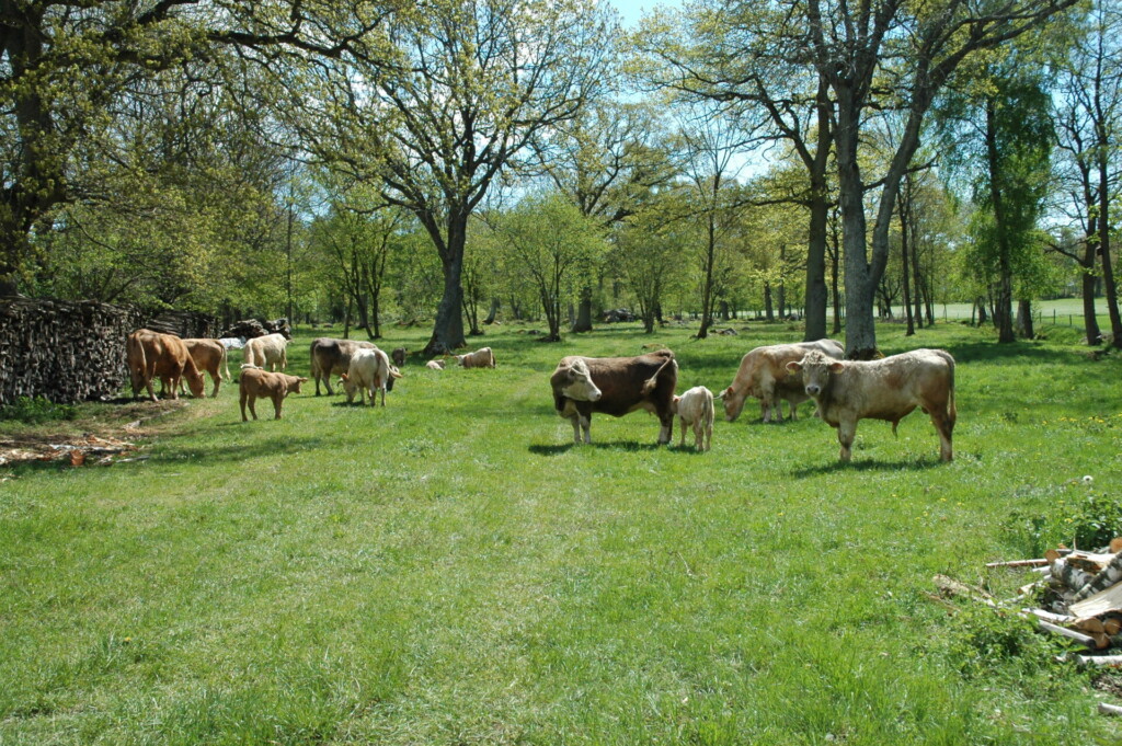 wat is agroforestry bosweide silvopasture