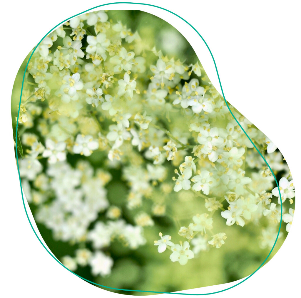 eetbare bloemen vlier vlierbloesem