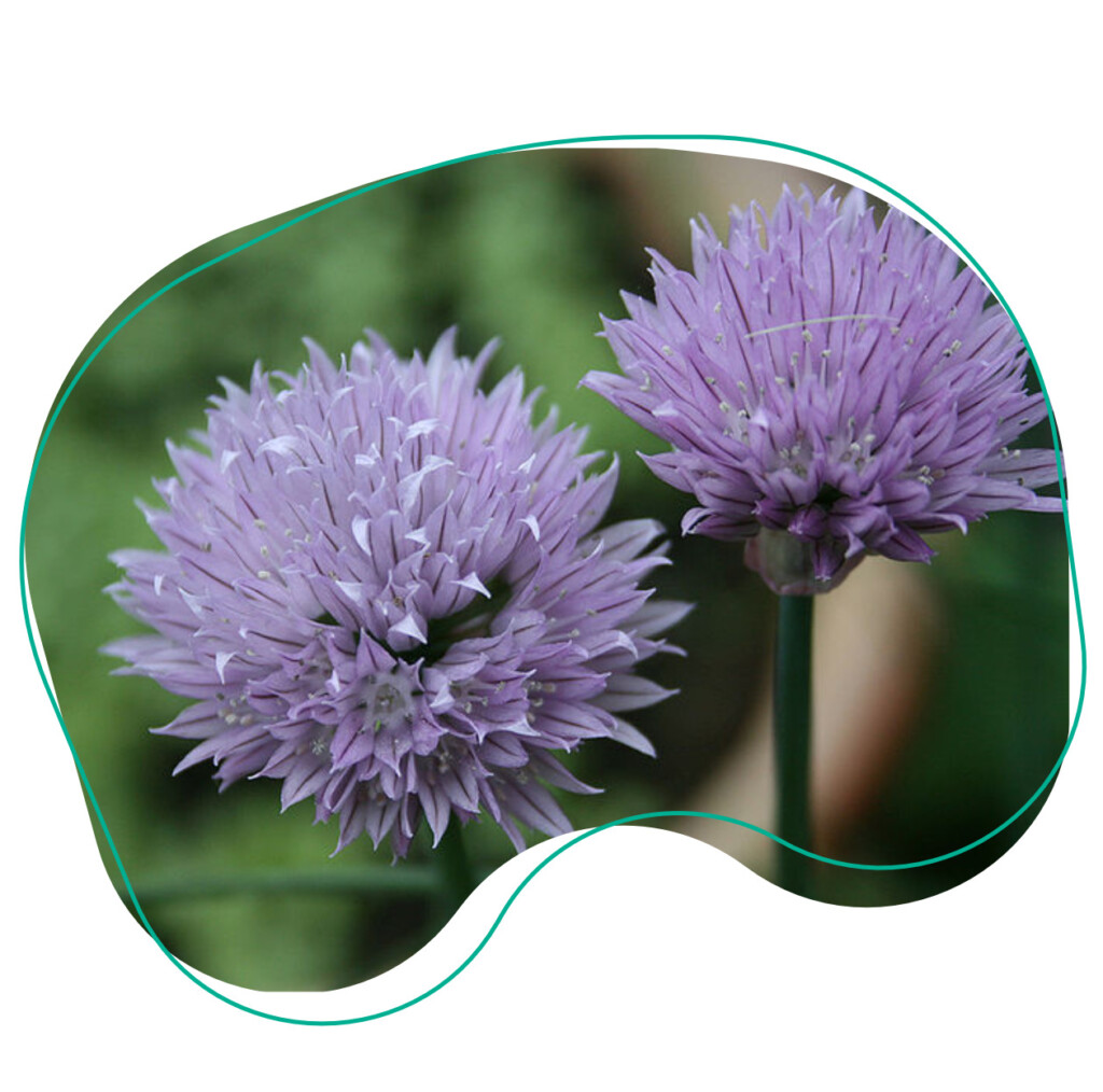eetbare bloemen bieslook bloem bieslookbloem
