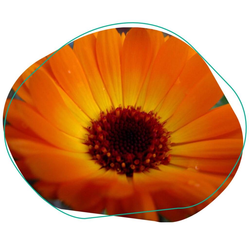 eetbare bloemen goudsbloem