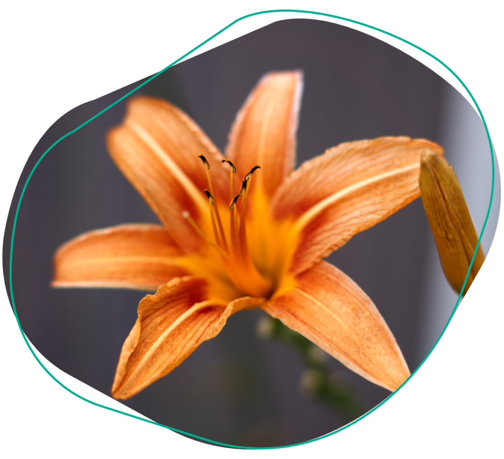 eetbare bloemen daglelie
