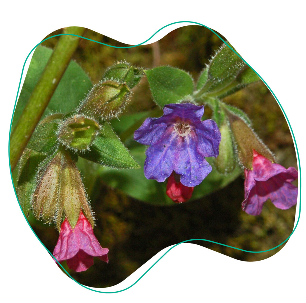 eetbare bloemen longkruid