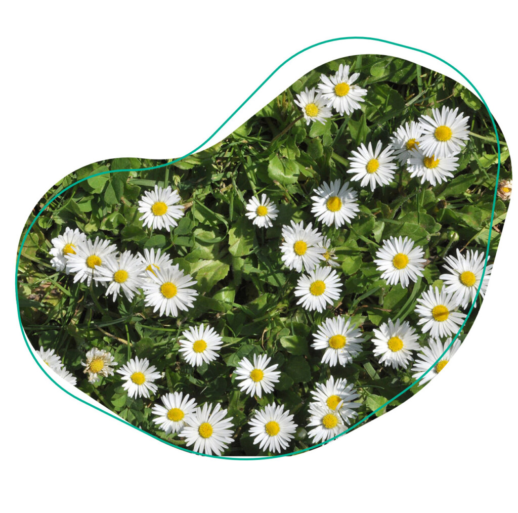 eetbare bloemen madelief madeliefjes
