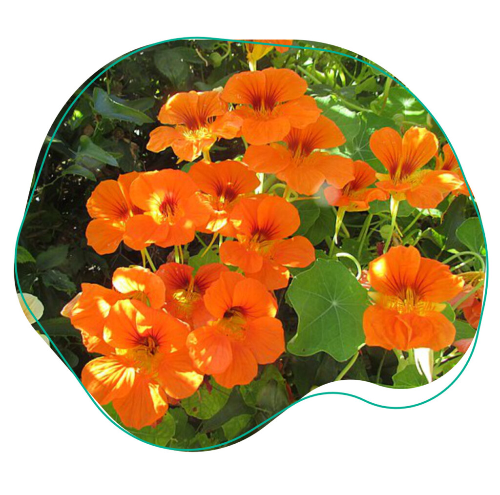 eetbare bloemen oost indische kers