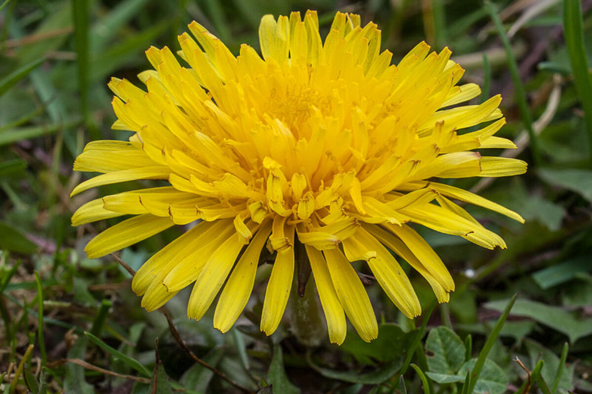 Top 10 eetbare bloemen