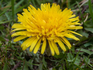 eetbare bloemen bloem eetbaar