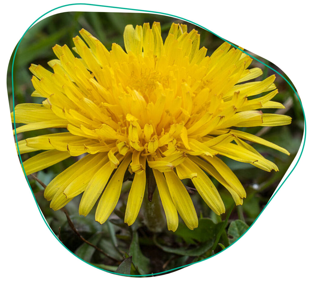 eetbare bloemen paardenbloem paardebloem