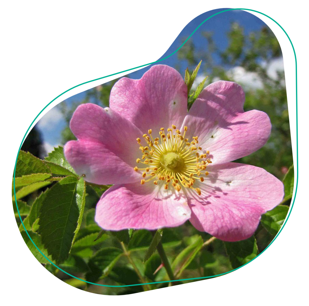 eetbaar bloemen roos rozen