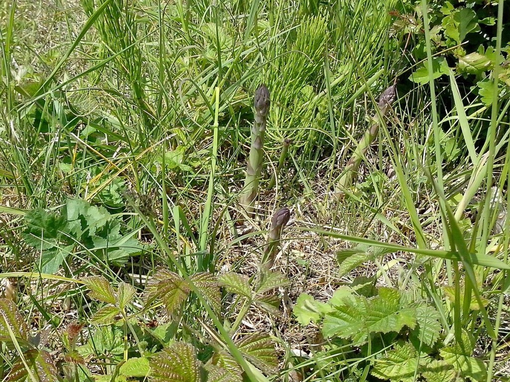 Asperge voedselbos