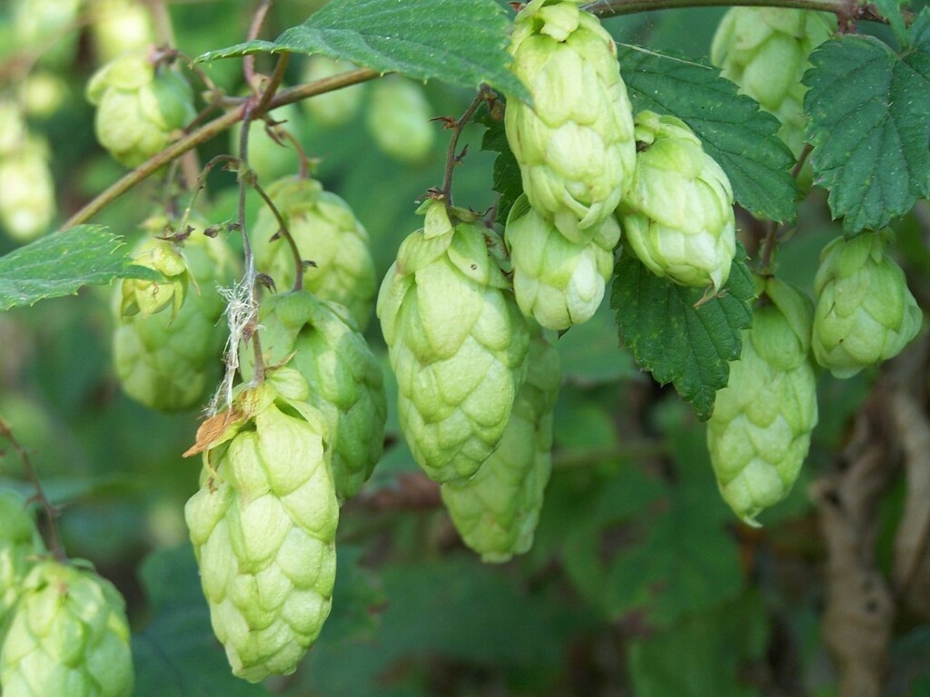 Hop voedselbos