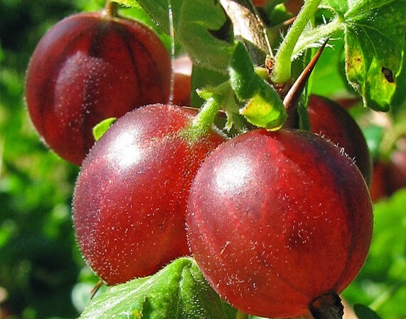 kruisbes voedselbos