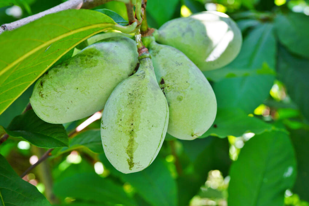 pawpaw voedselbos