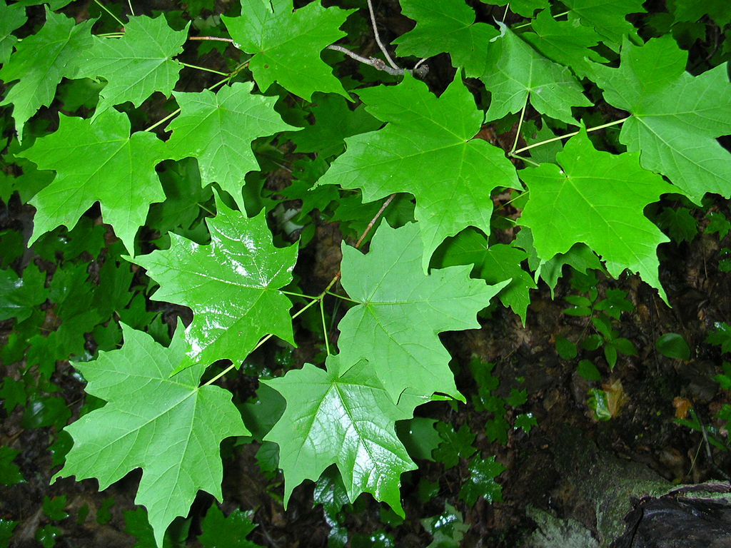 voedselbos esdoorn