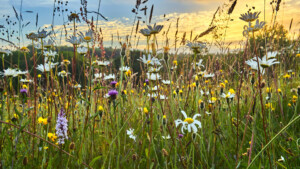 bijenbloemen