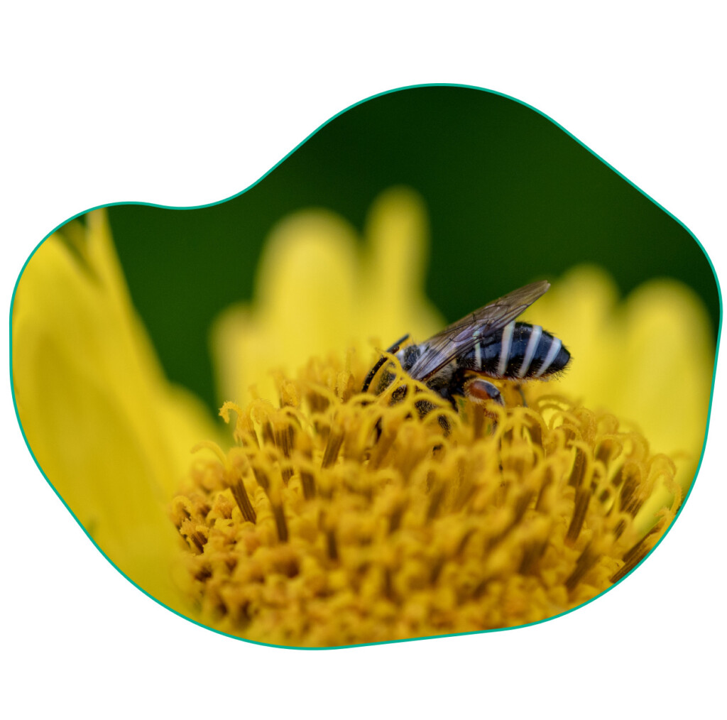 bijenplanten zonnebloem