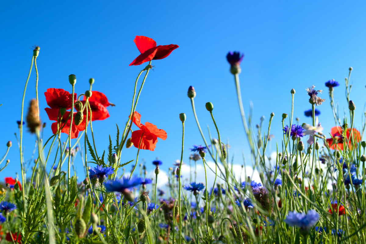 Wat is een bloesemboog?