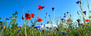 Bloesemboog met verschillende kleuren bloemen