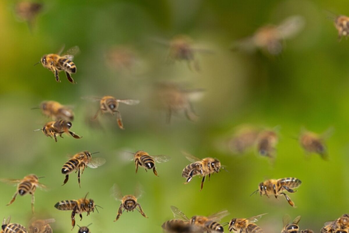 Hoe maak ik een bijenvriendelijke tuin?