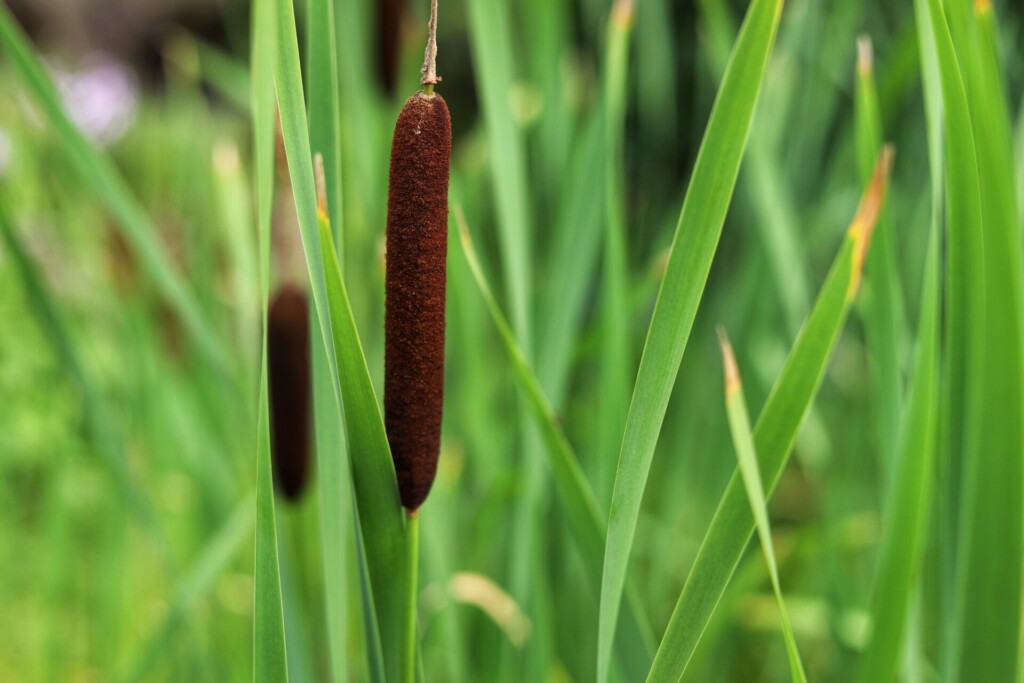 waterplant lisdodde