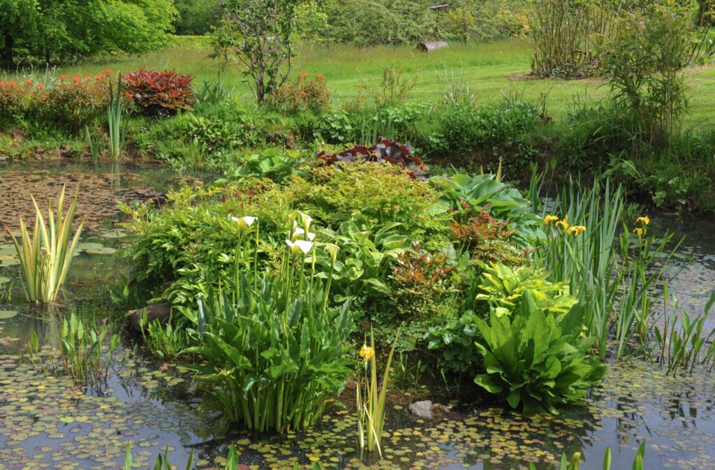 waterplanten