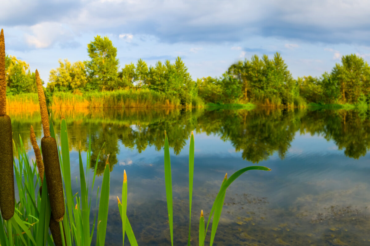 Eetbare waterplanten