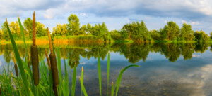 eetbare waterplanten