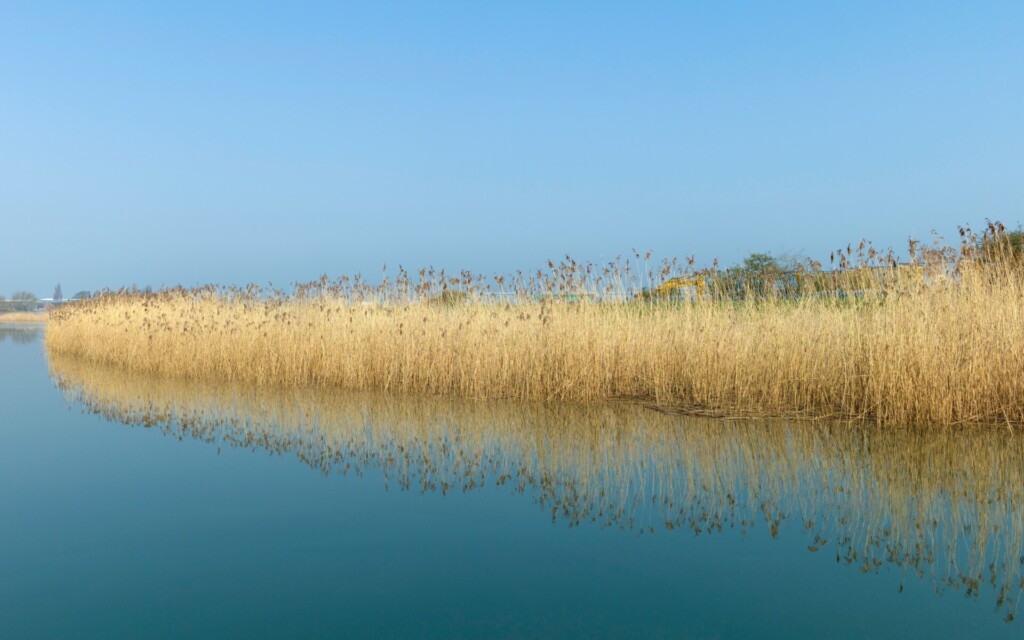 eetbaar riet