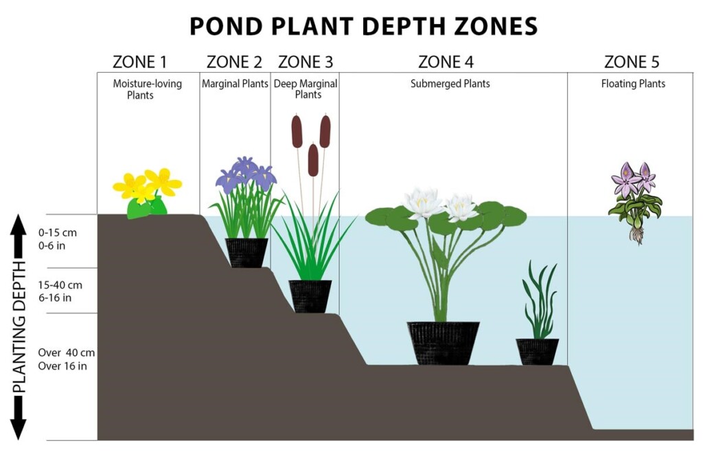 waterplanten zones