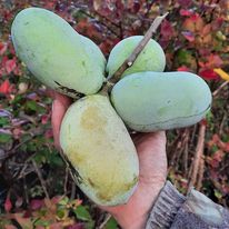 pawpaw kwekerij