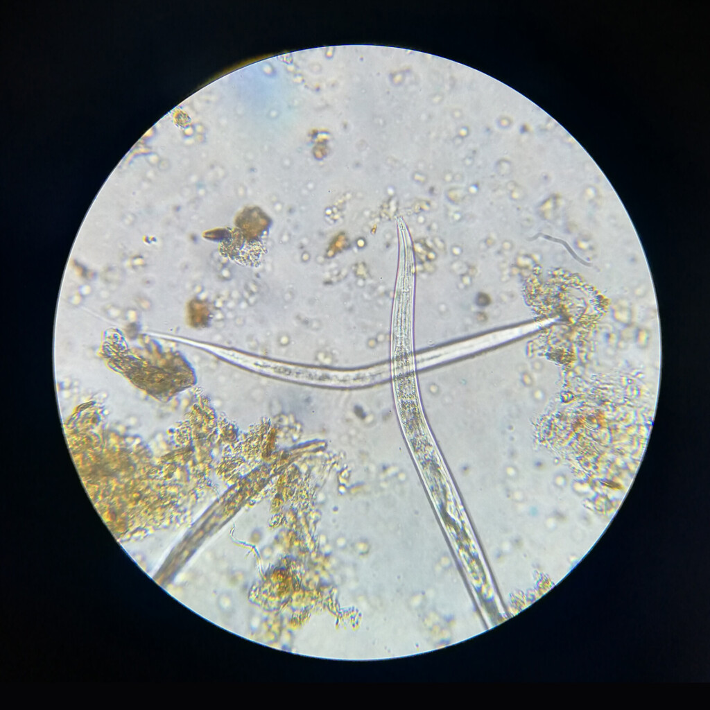 bodemleven nematoden