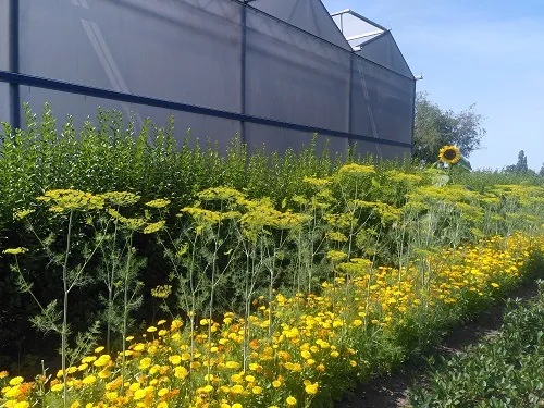 ecologische kwekerij