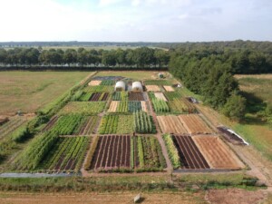 pluktuin