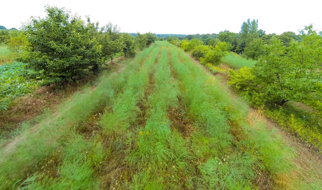 herstellende landbouw agroforestry