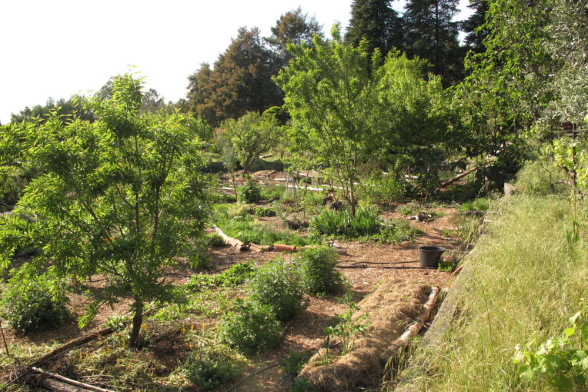 Mediterraans voedselbos